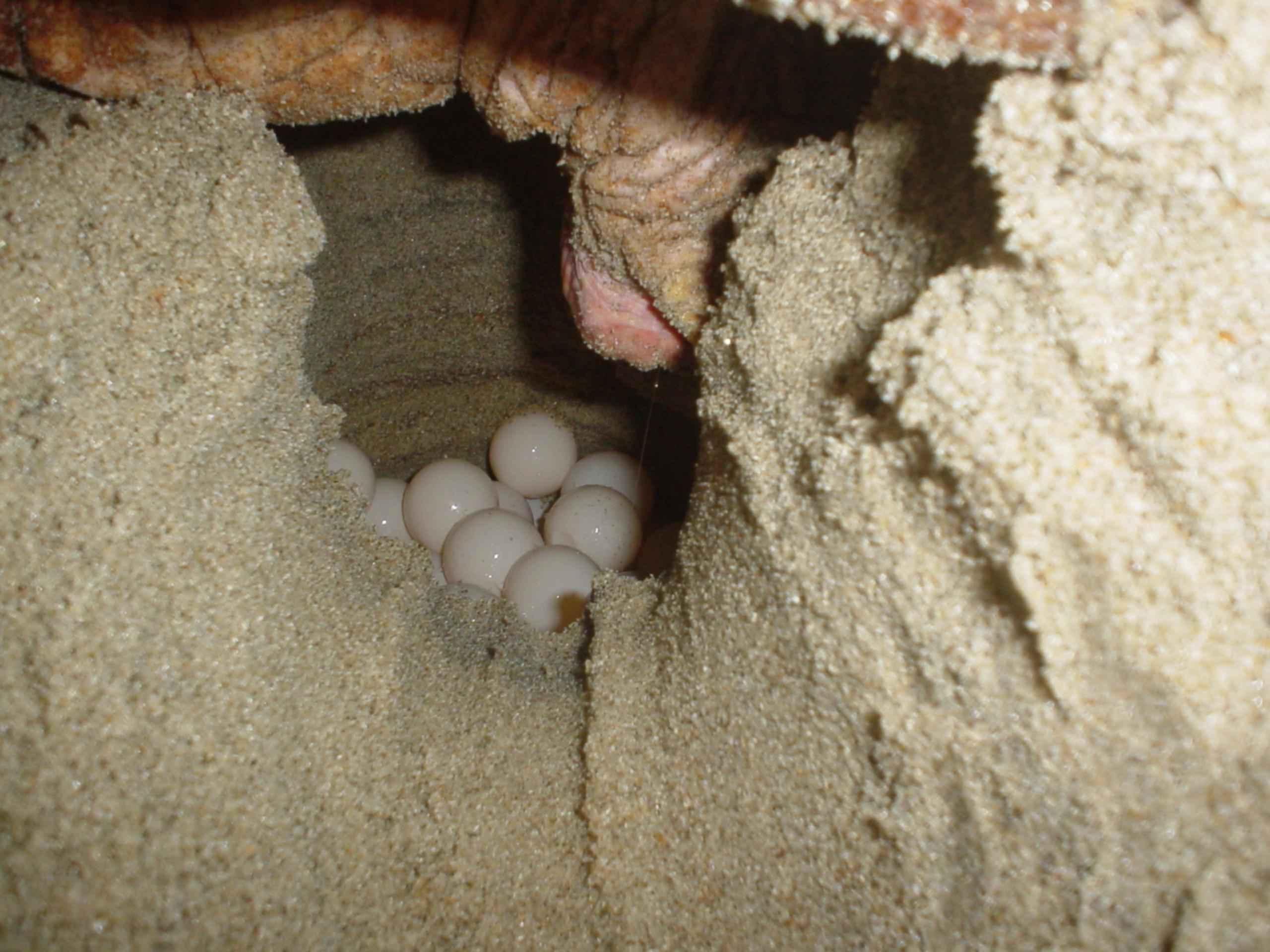 Loggerhead turtle eggs resting in a sandy nest on a beach