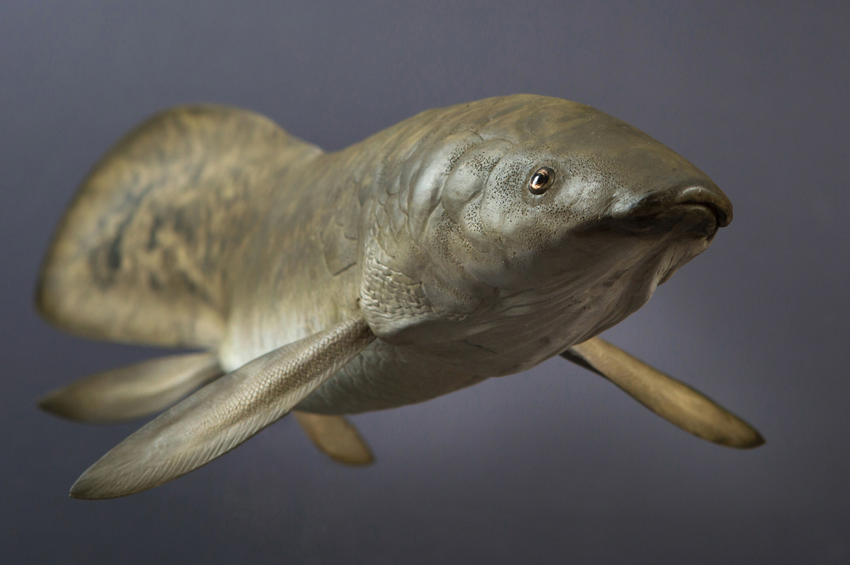 Paleoart life restoration of the prehistoric Neoceratodus lungfish in its natural habitat
