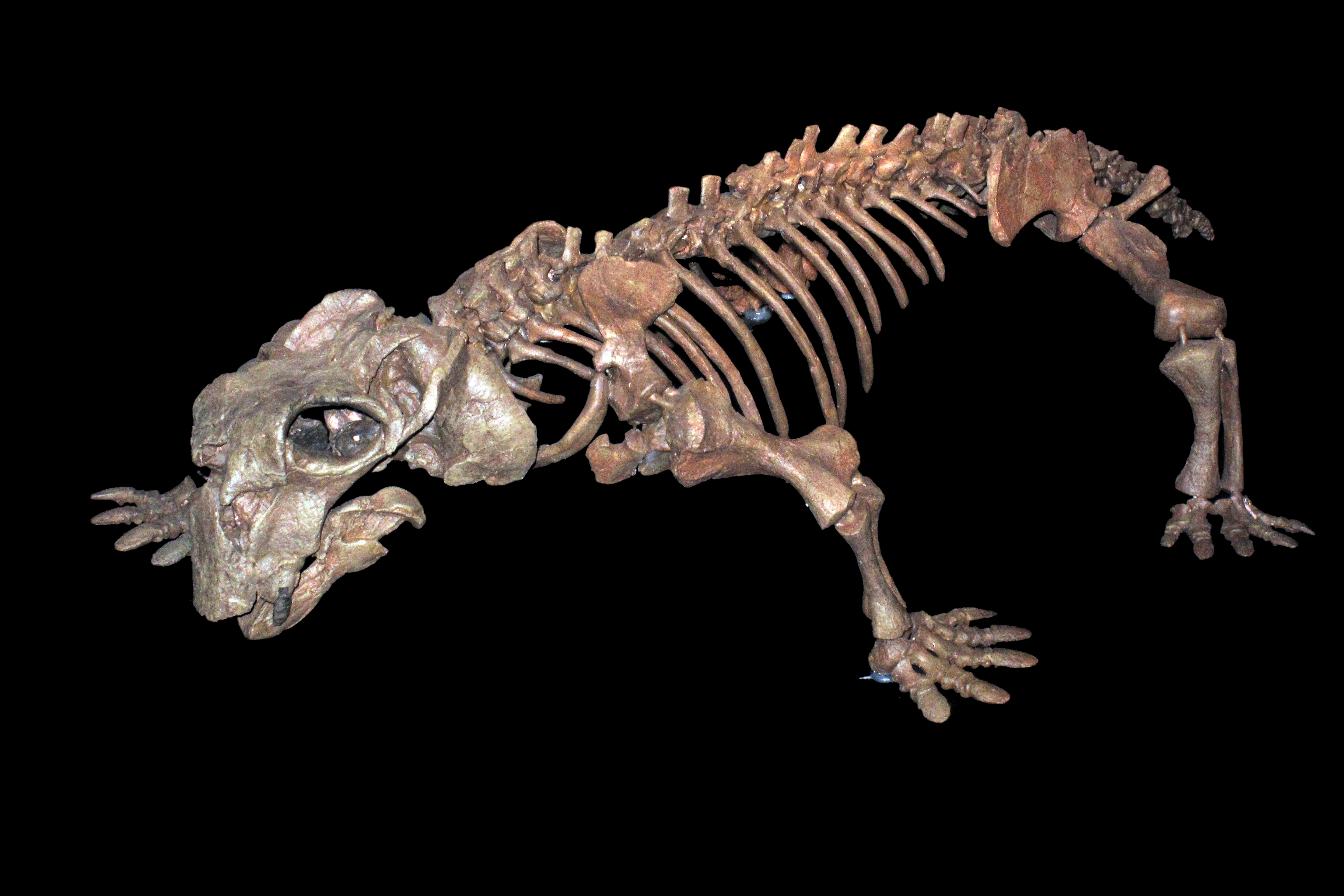 Skeletal mount of Lystrosaurus hedini displayed at the Natural History Museum of Zurich
