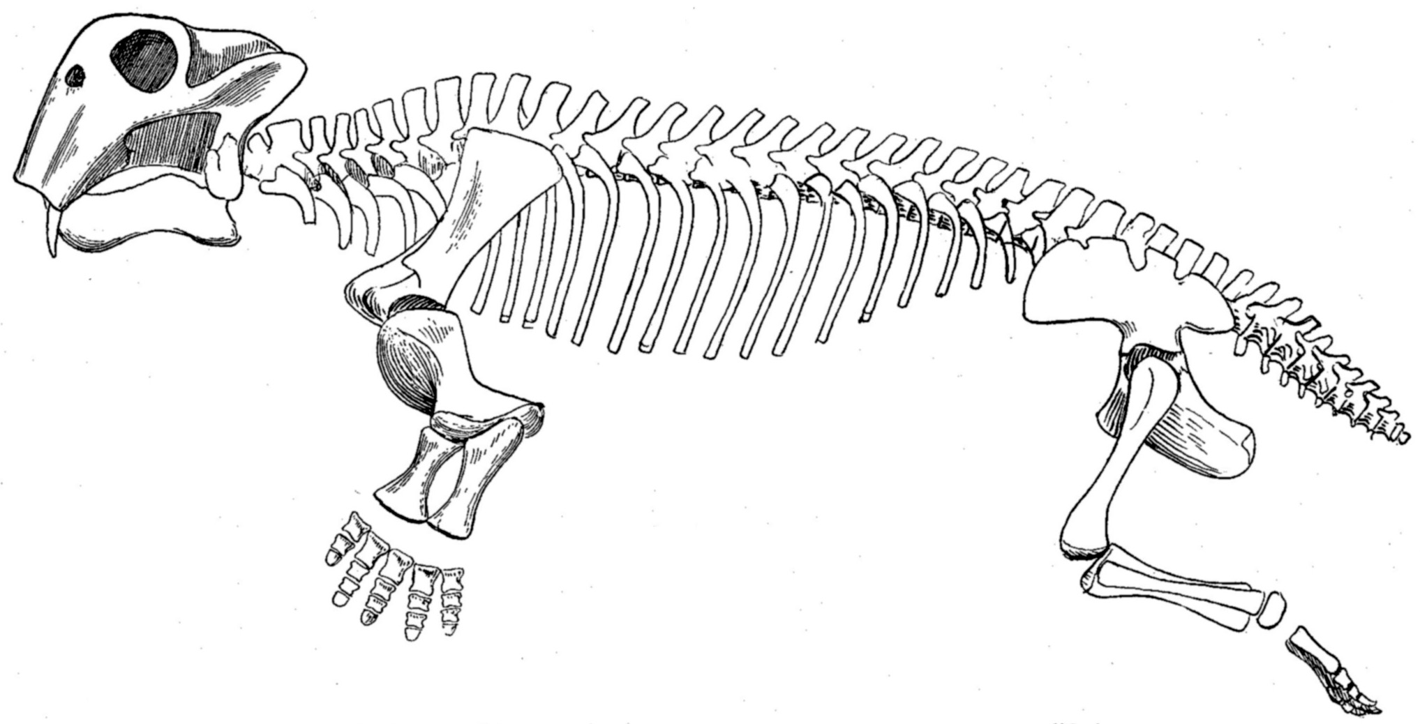 Skeletal diagram of Lystrosaurus showing its robust forelimbs and barrel-shaped ribcage