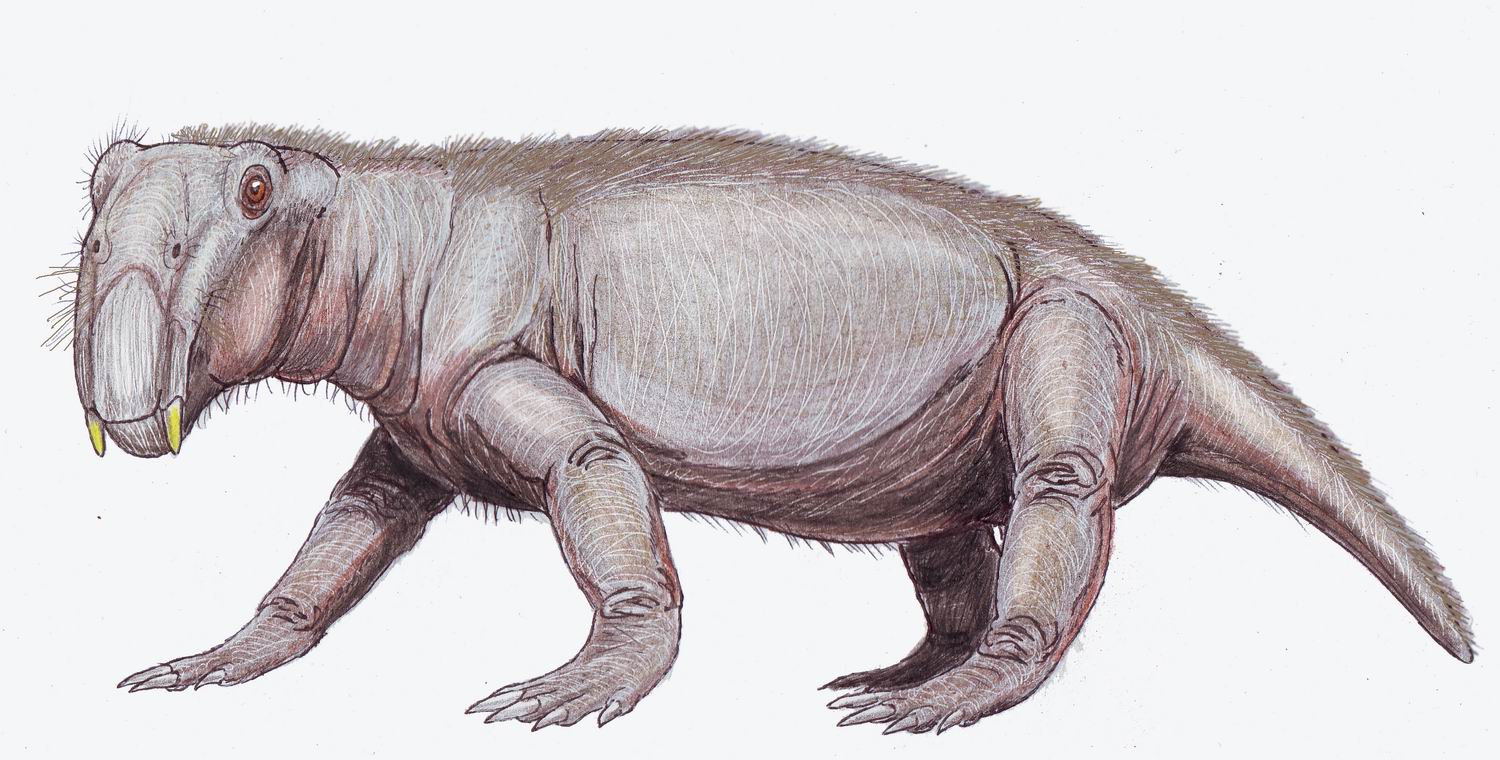 Lystrosaurus, a survivor of the Permian-Triassic extinction alongside Triops