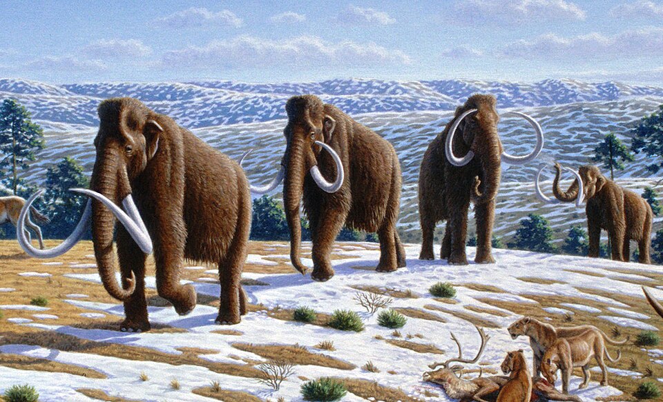 Life restoration of a woolly mammoth showing thick fur coat and curved tusks