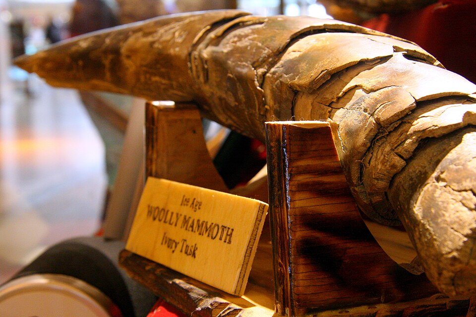 Preserved woolly mammoth tusk on display at a natural history museum