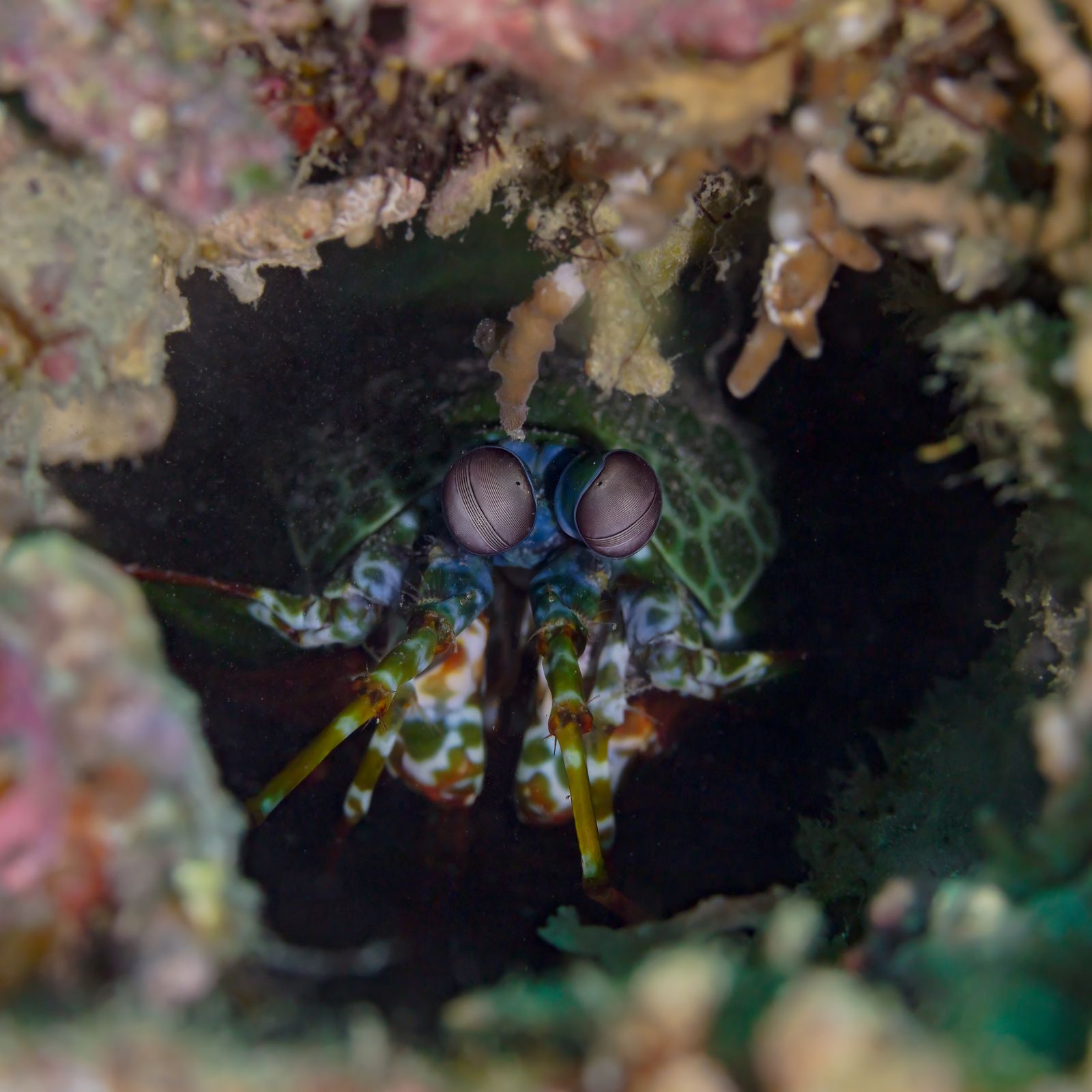 Peacock mantis shrimp face-on, showing the stalked compound eyes that track prey independently