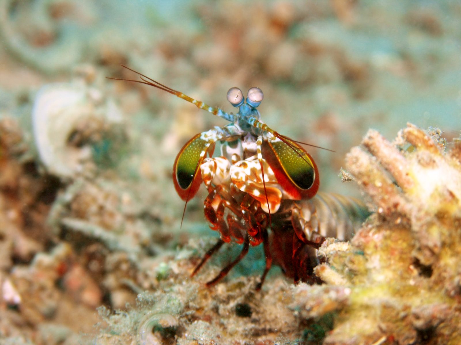 Peacock mantis shrimp with banded legs and stalked eyes on a sandy reef floor