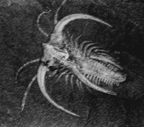 Marrella splendens fossil from the Burgess Shale showing intricate head spines and delicate appendages
