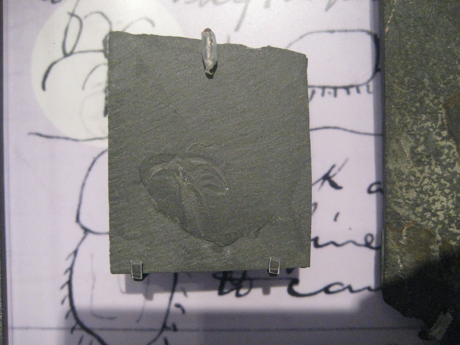 Fossilized Marrella splendens showing delicate head shield spines and segmented body