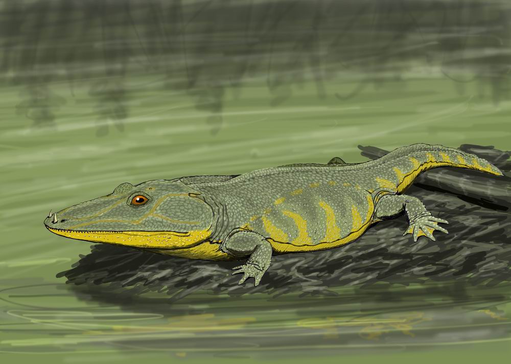 Reconstruction of Mastodonsaurus, a large Triassic temnospondyl with a wide flattened skull