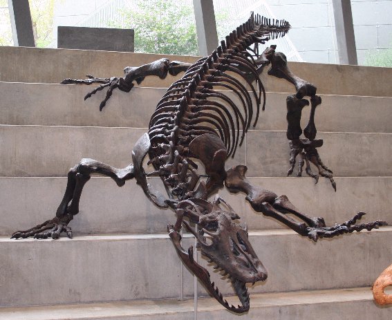 Fossilized Megalania pelvic girdle on display at Melbourne Museum, showing the massive scale of the creature