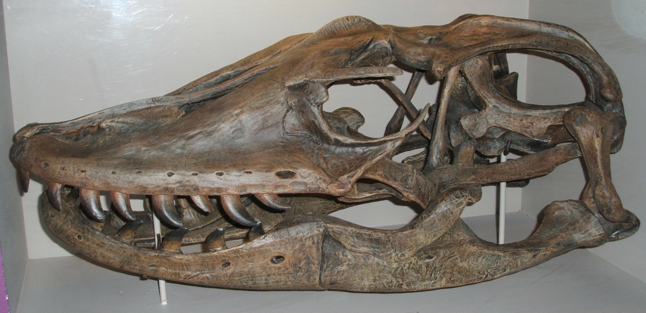 Fossilized Megalania prisca skull on display showing serrated teeth and robust jaw structure
