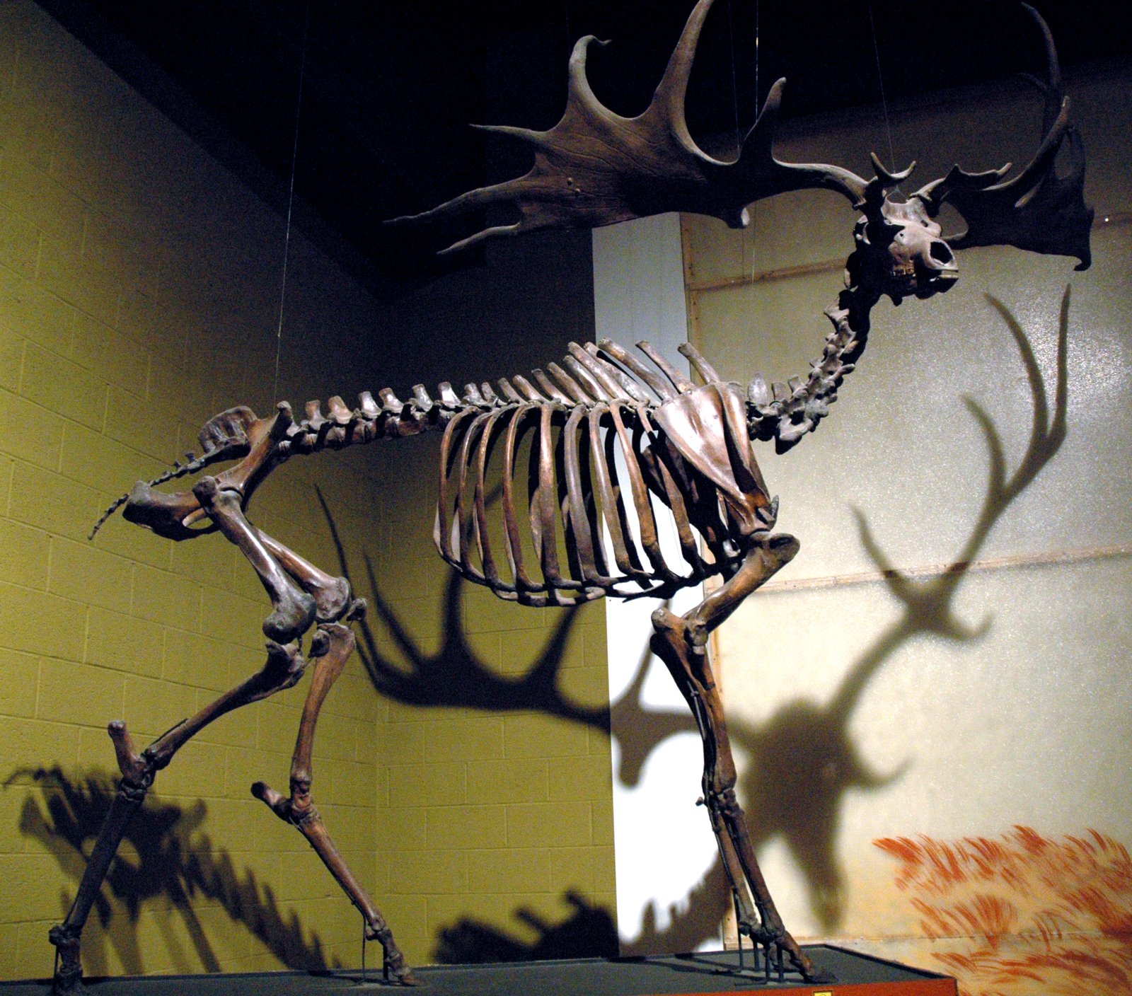 Mounted skeleton of a male Irish elk with palmate antlers spread wide in a museum hall