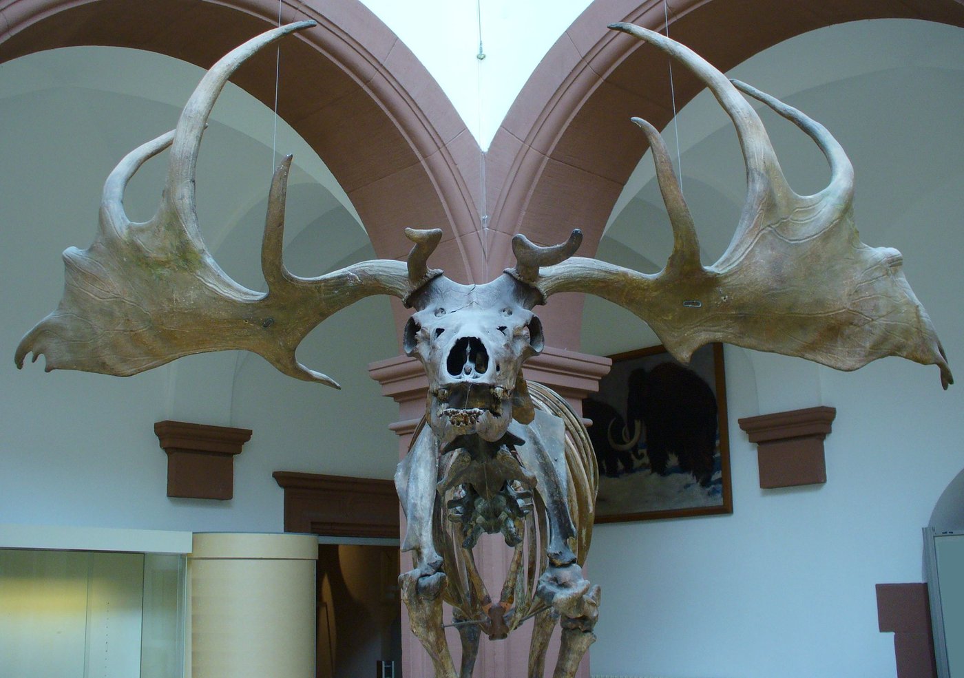Front view of an Irish elk skull showing thick frontal bone and the two antler pedicles