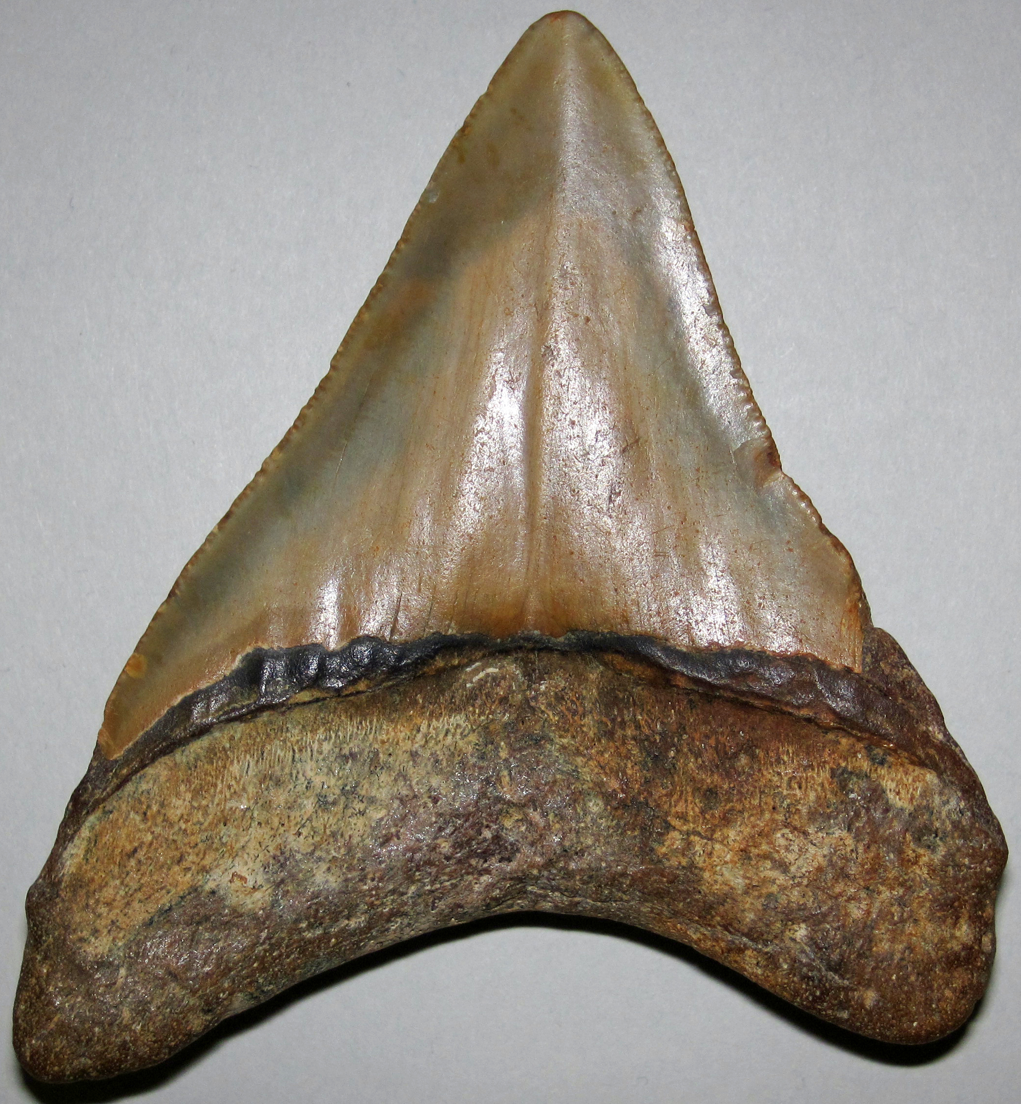 Megalodon shark