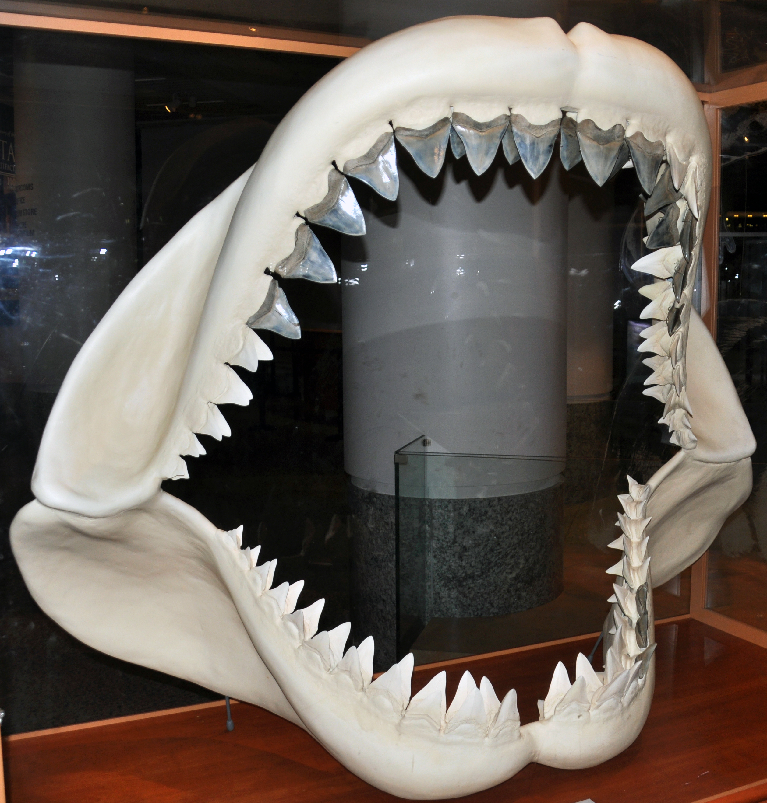 Close-up of a Megalodon fossil tooth showing the thick root and serrated cutting edges