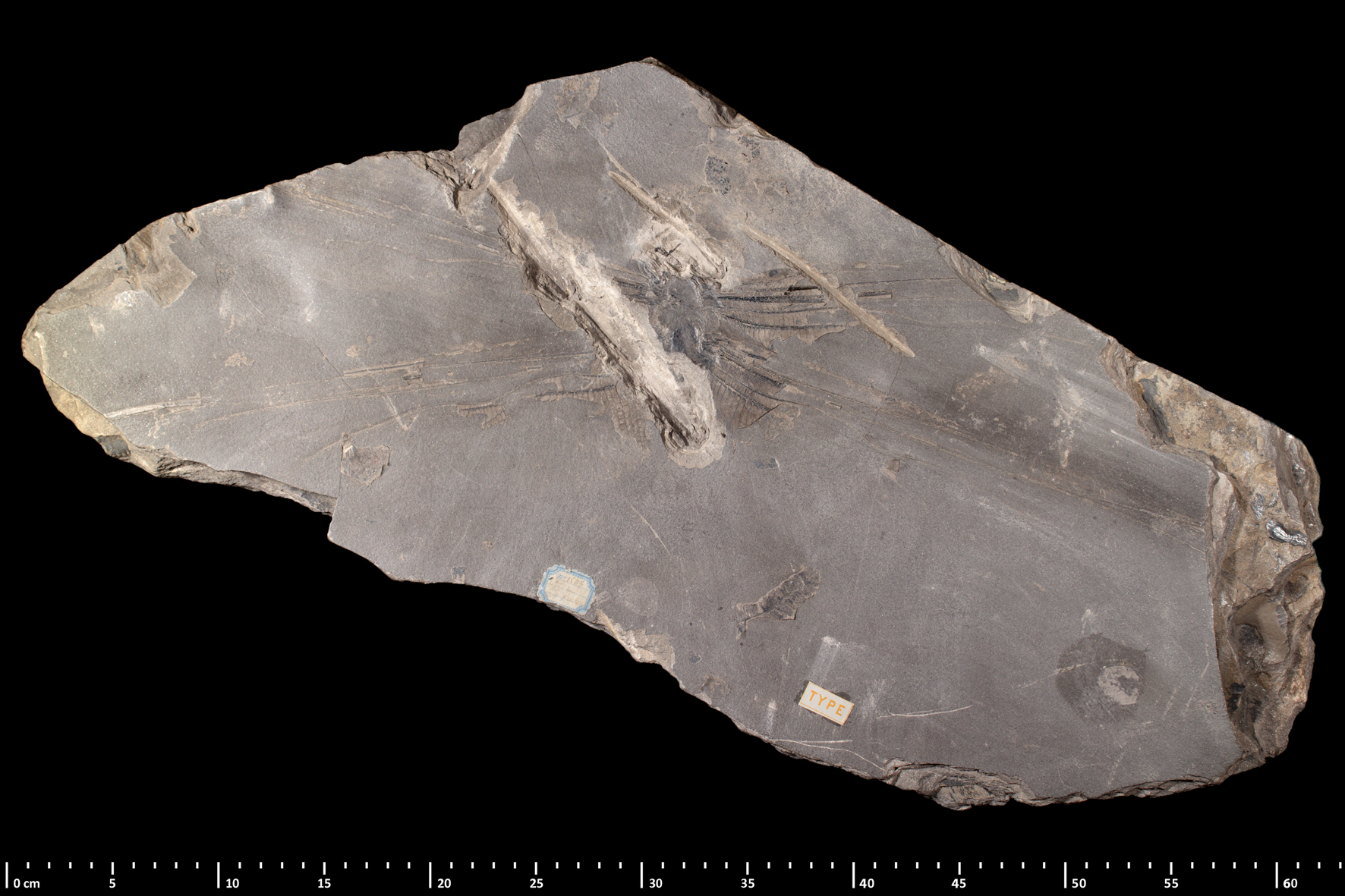 Original Meganeura monyi fossil specimen MNHN R51142 showing wing venation detail