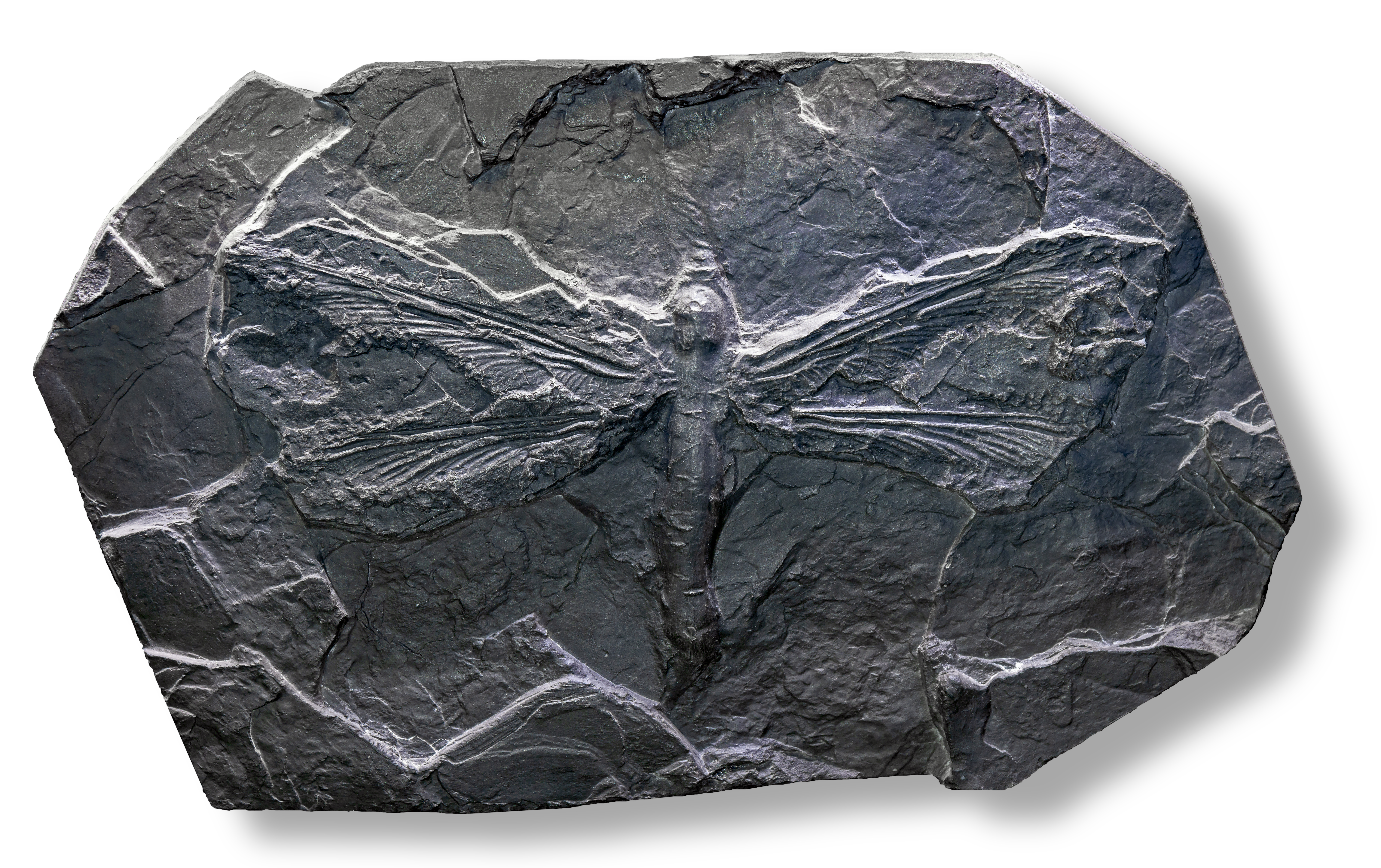 Meganeura giant dragonfly specimen
