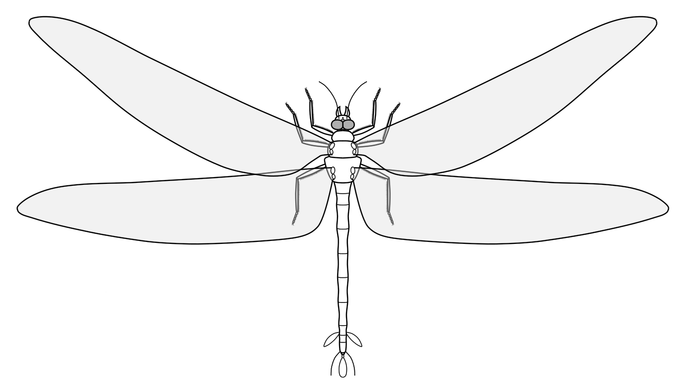 Illustration of Meganeuropsis permiana, the largest known flying insect, with its wings fully extended