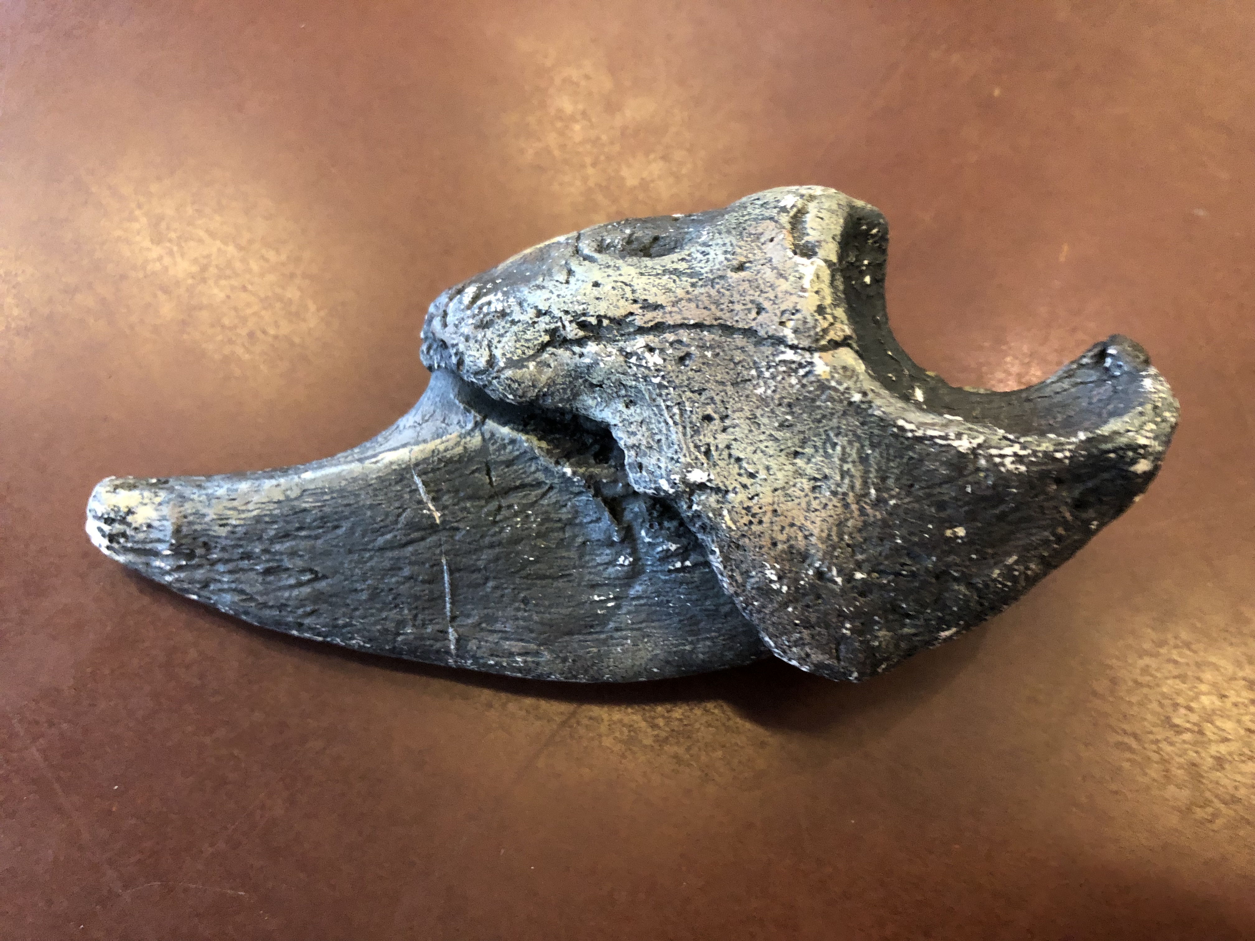 Fossilized Megatherium claw on display at the National Museum of Natural History in Washington DC