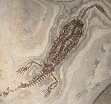 Mesosaurus fossil skeleton embedded in pale rock, showing the long snout, ribcage and webbed feet