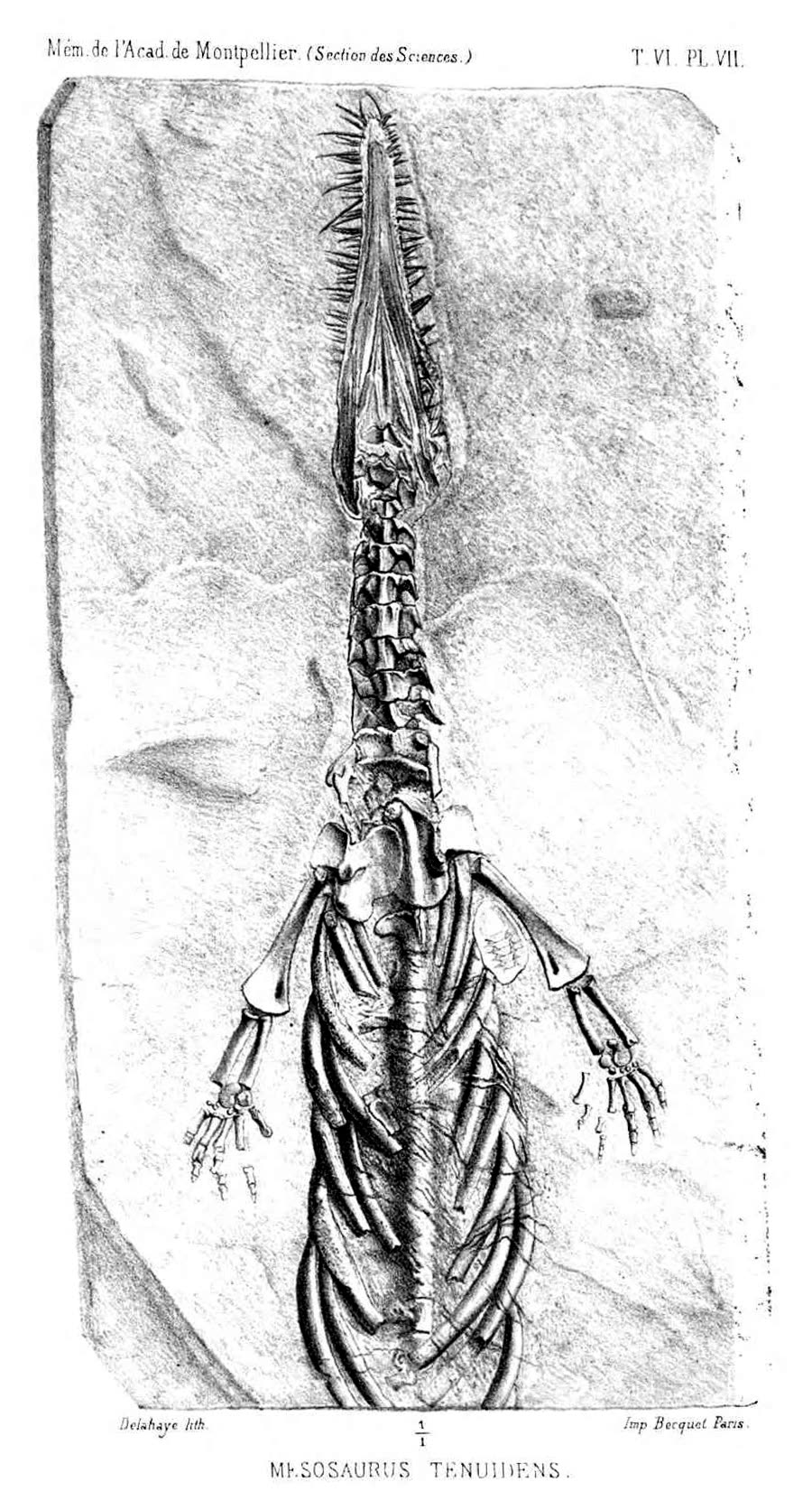 Historic 1865 lithograph plate showing the Mesosaurus tenuidens type specimen on its rock slab