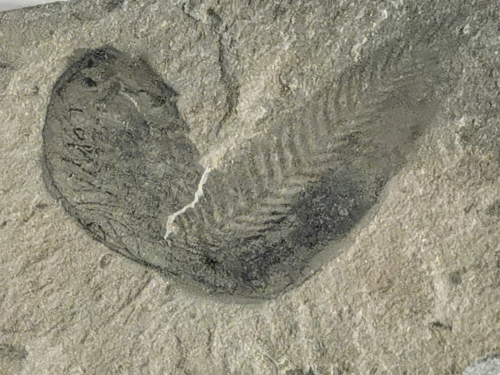 Fossil specimen of Metaspriggina walcotti showing paired eyes and gill arches