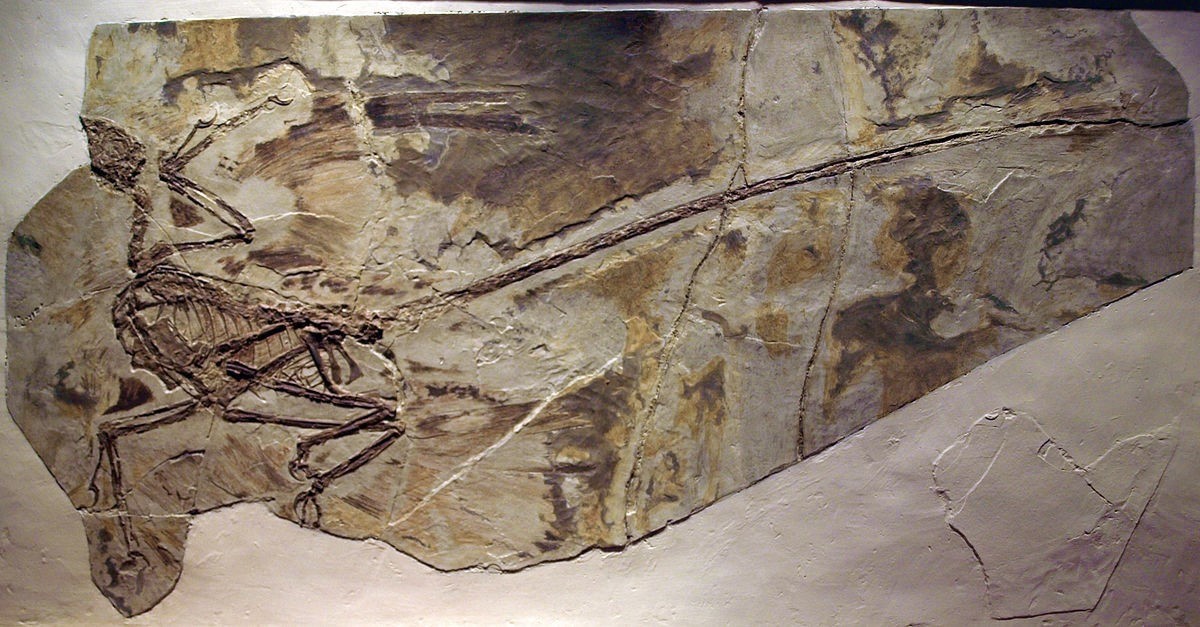 Fossil slab of Microraptor gui showing wing feathers preserved on both arms and legs