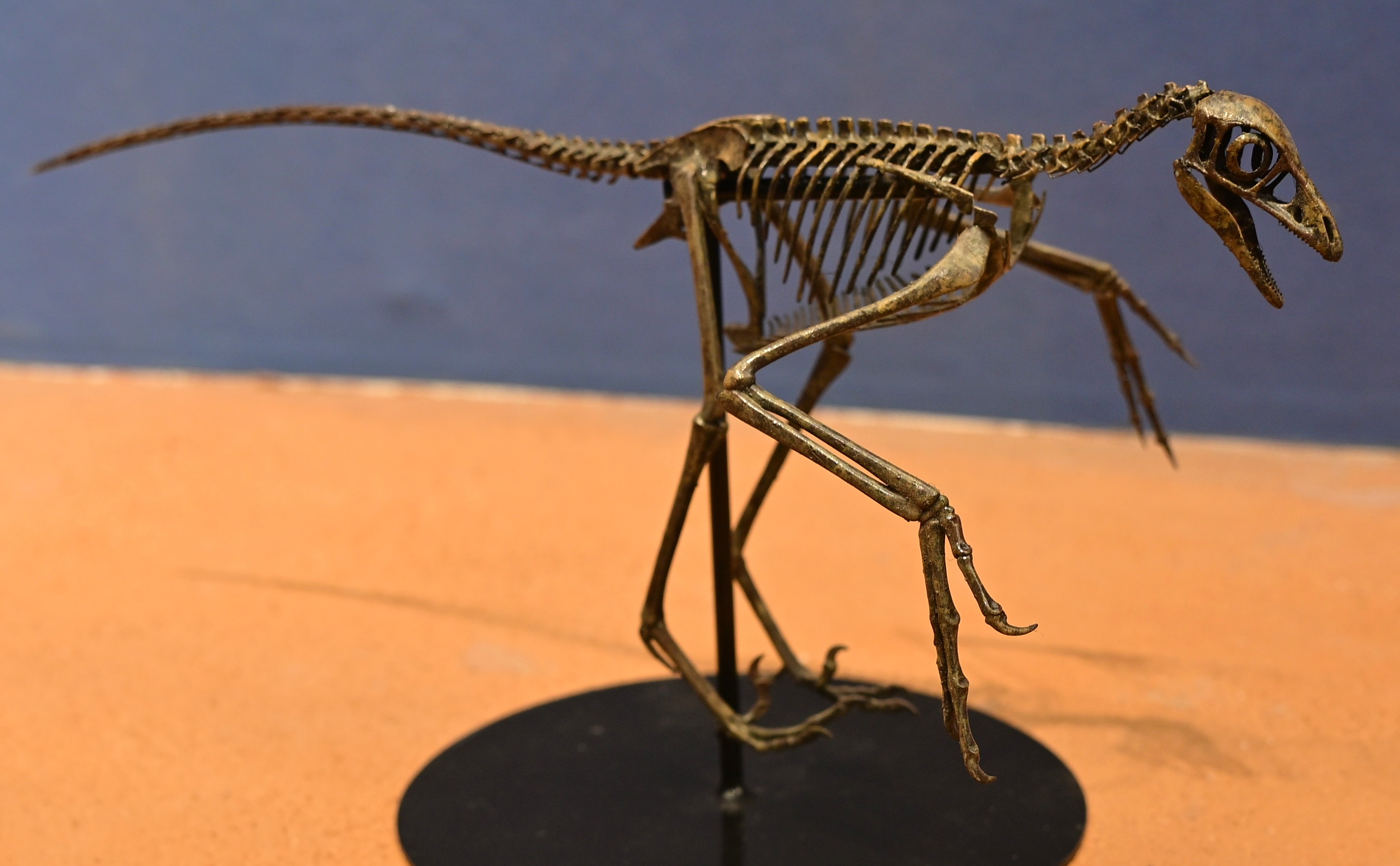 Mounted Microraptor skeleton displayed at a museum in Chaoyang, China