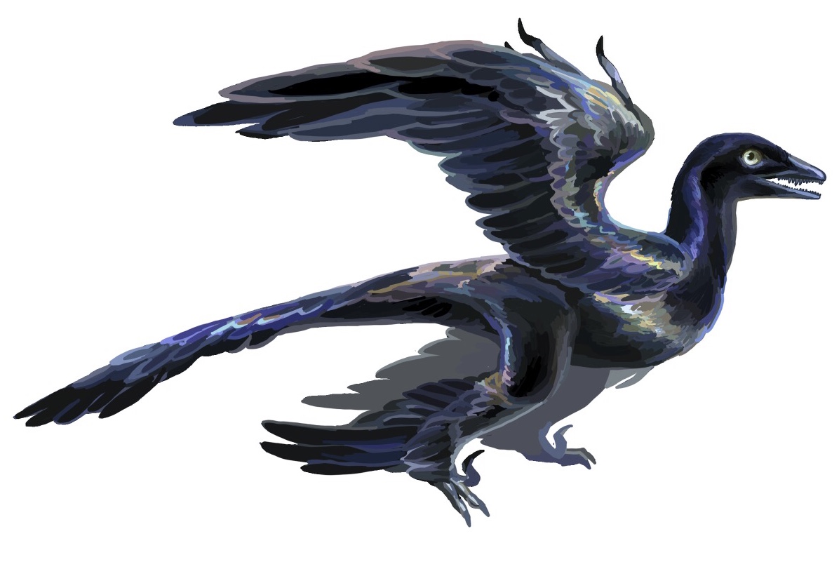 Life restoration of Microraptor gui gliding with feathered arms and legs spread wide
