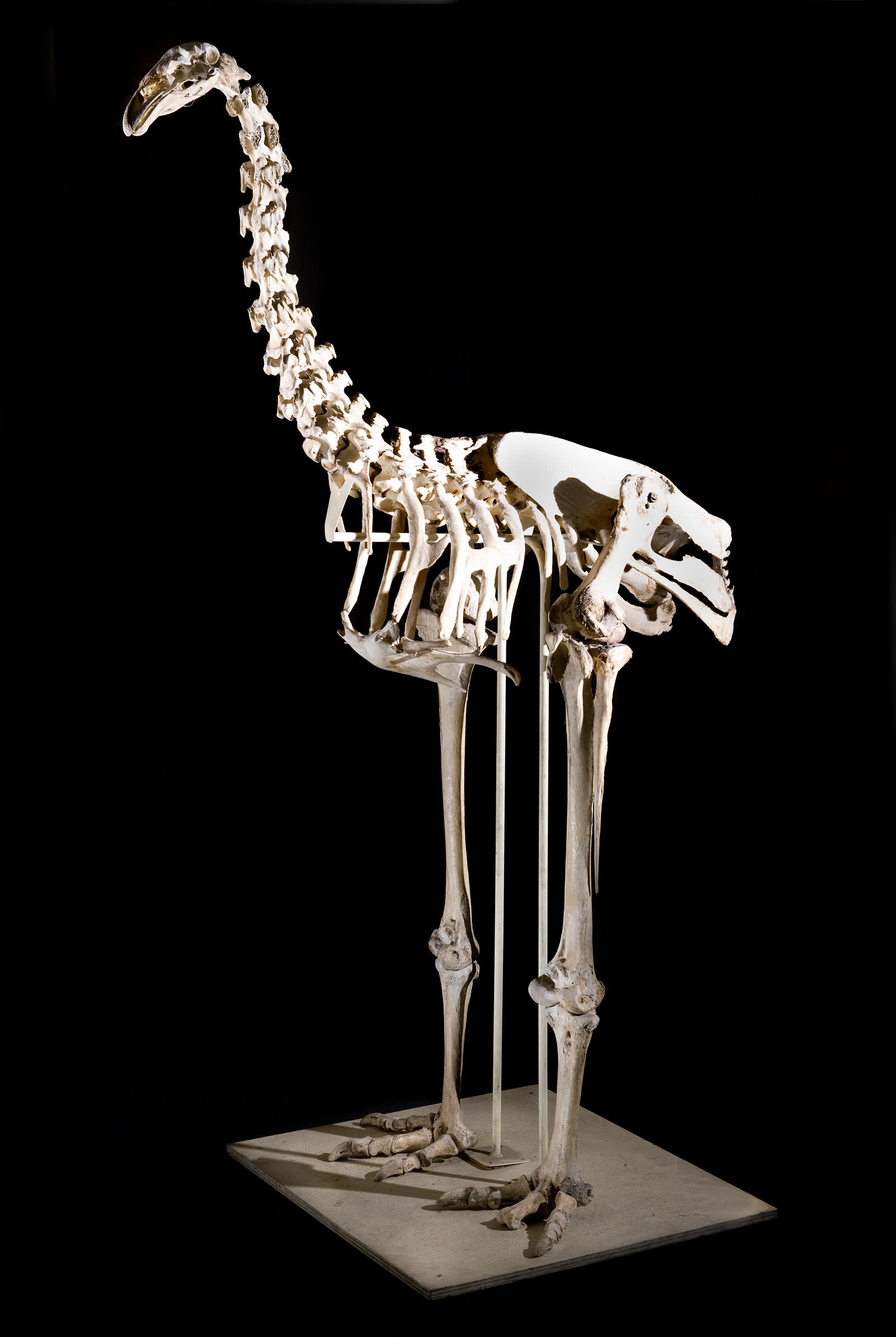 Mounted skeleton of Dinornis robustus, the South Island giant moa, at the Yorkshire Museum