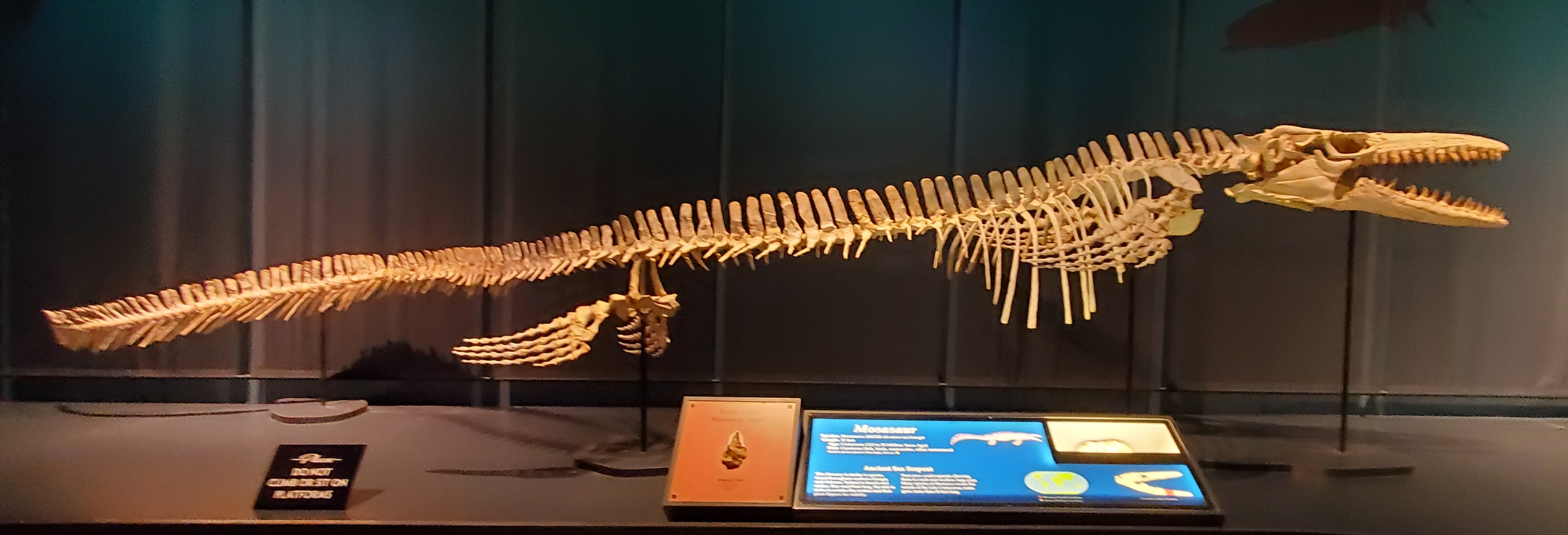 Fossilized Mosasaurus beaugei jaw with teeth on display at Tellus Science Museum in Georgia