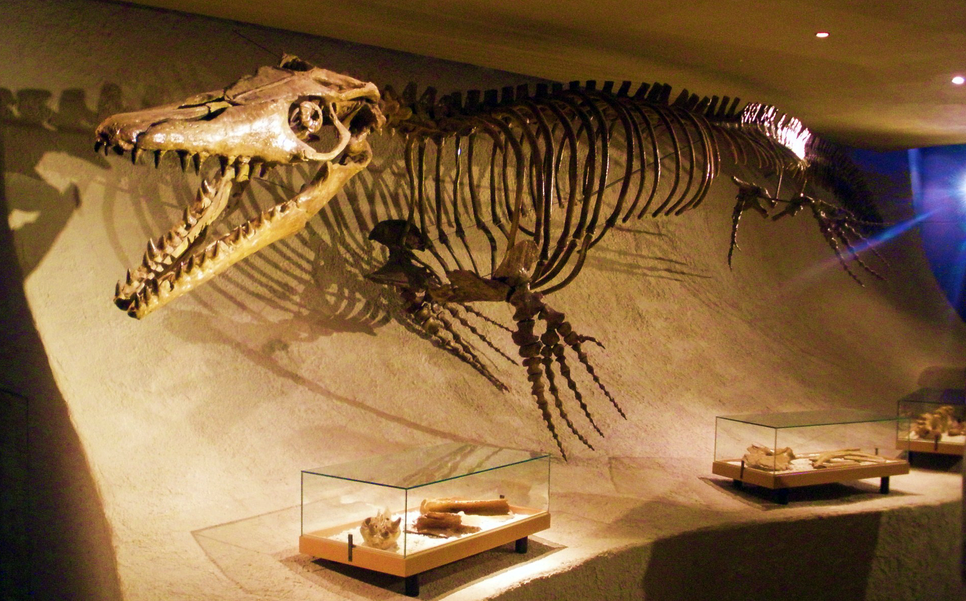 Mounted Mosasaurus hoffmannii skeleton on display at a natural history museum, showing the elongated body and paddle-like limbs
