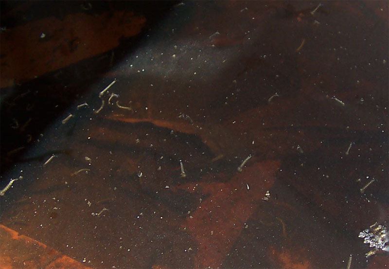 Mosquito larvae floating in stagnant water, a breeding ground Triops can help clean