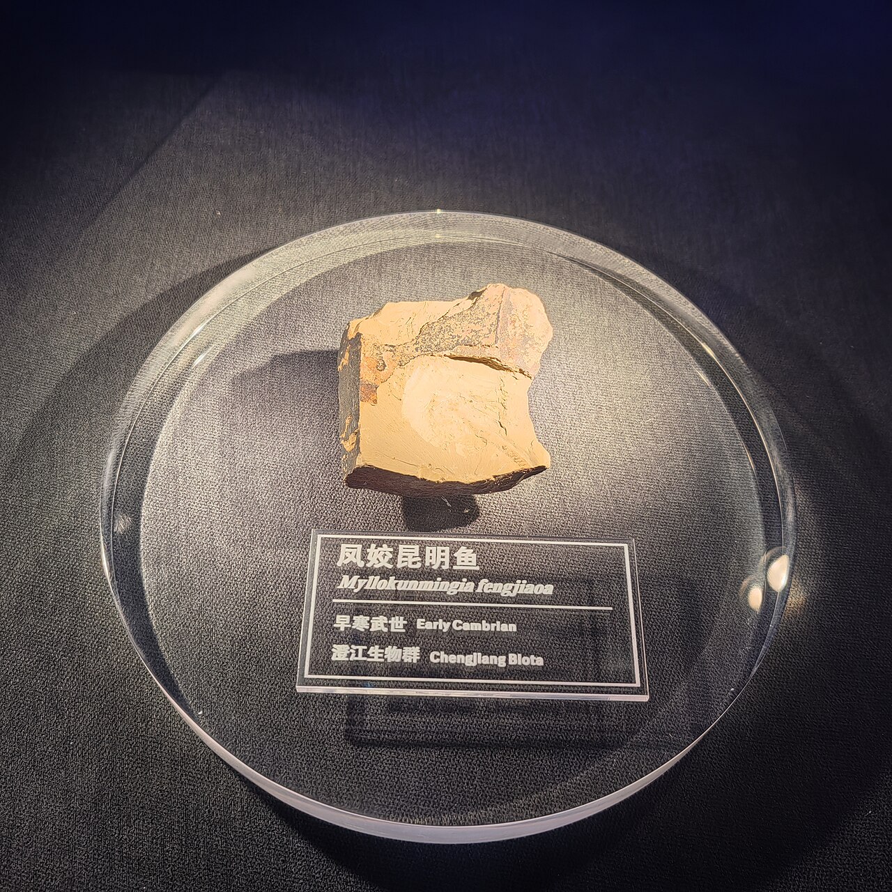 Myllokunmingia fossil display at the Chengjiang Fossil Site Museum in Yunnan, China