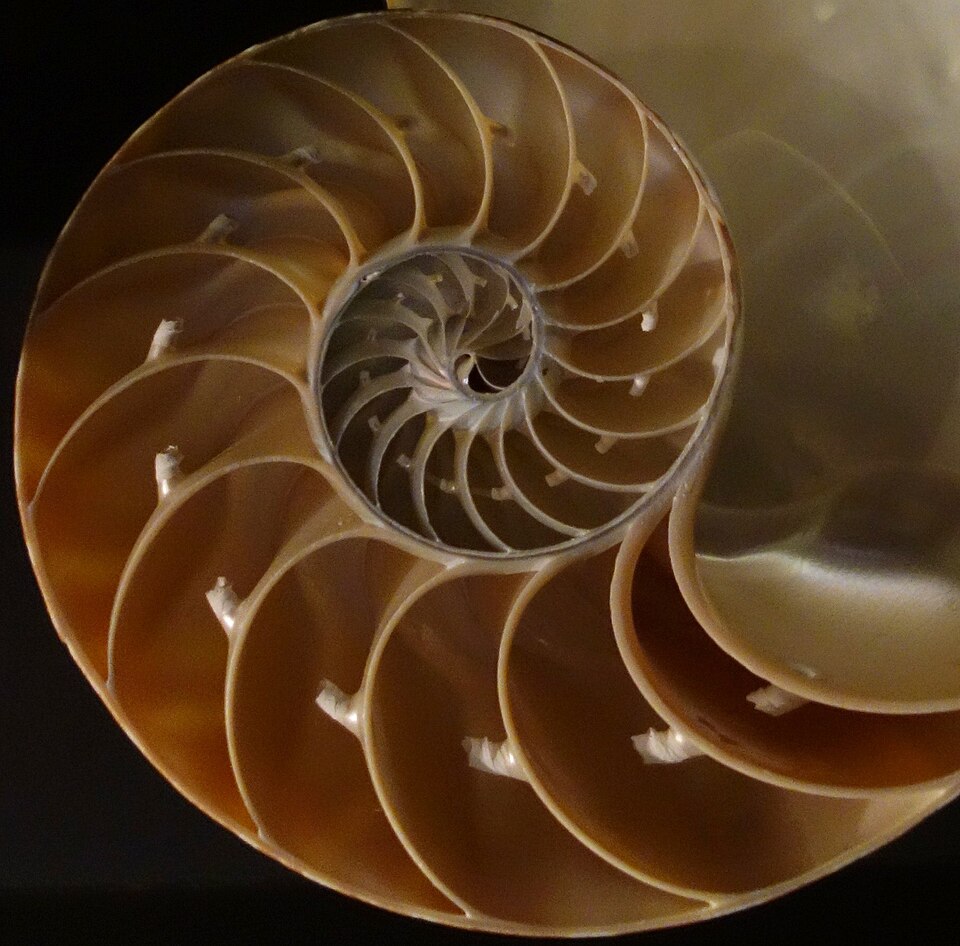 Cross-section of a chambered nautilus shell revealing the internal chambers and siphuncle