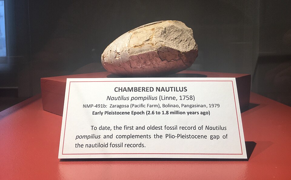 Oldest known fossil of a chambered nautilus on display at the Philippine National Museum