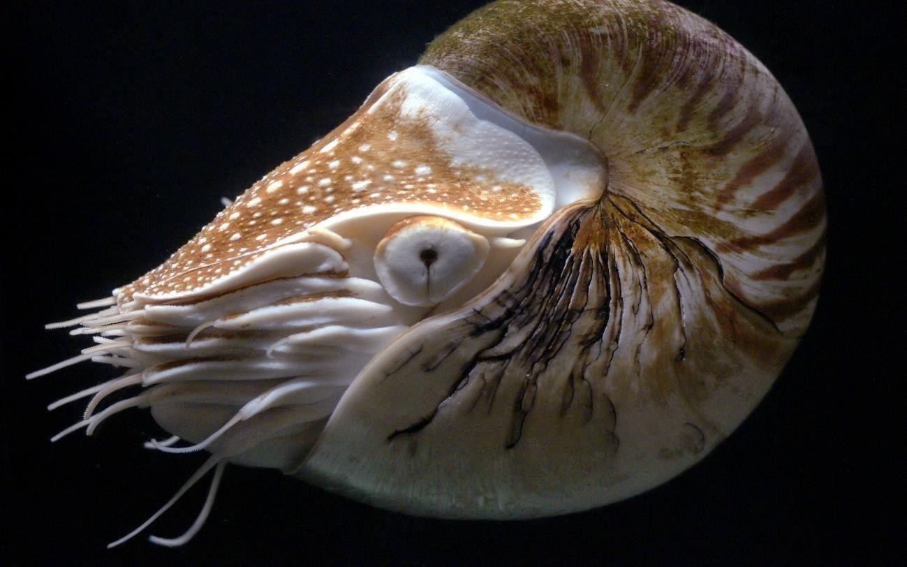 A chambered nautilus swimming with its striped shell and tentacles visible