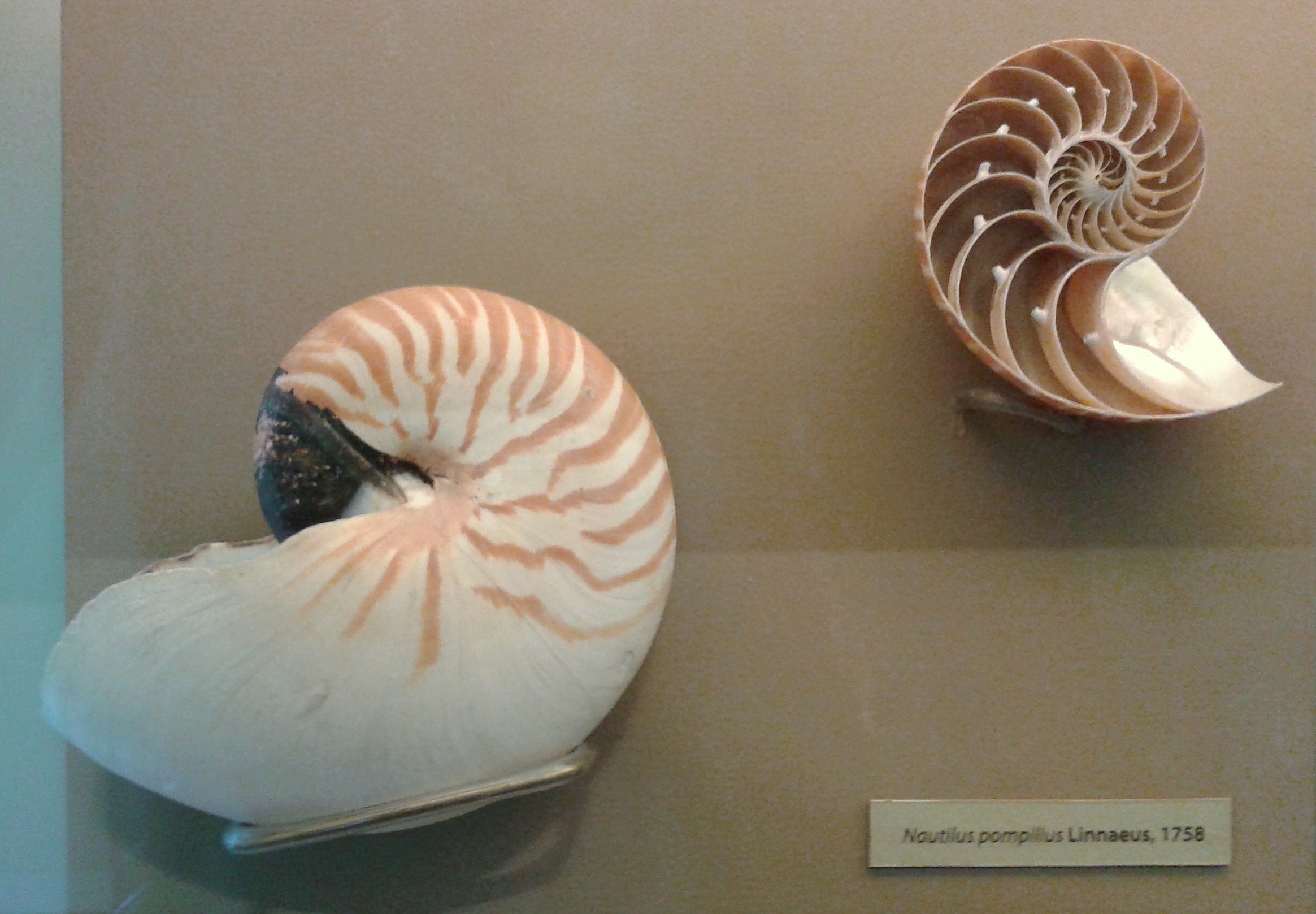 Modern nautilus pompilius, the closest living relative to ancient ammonites, swimming in open water