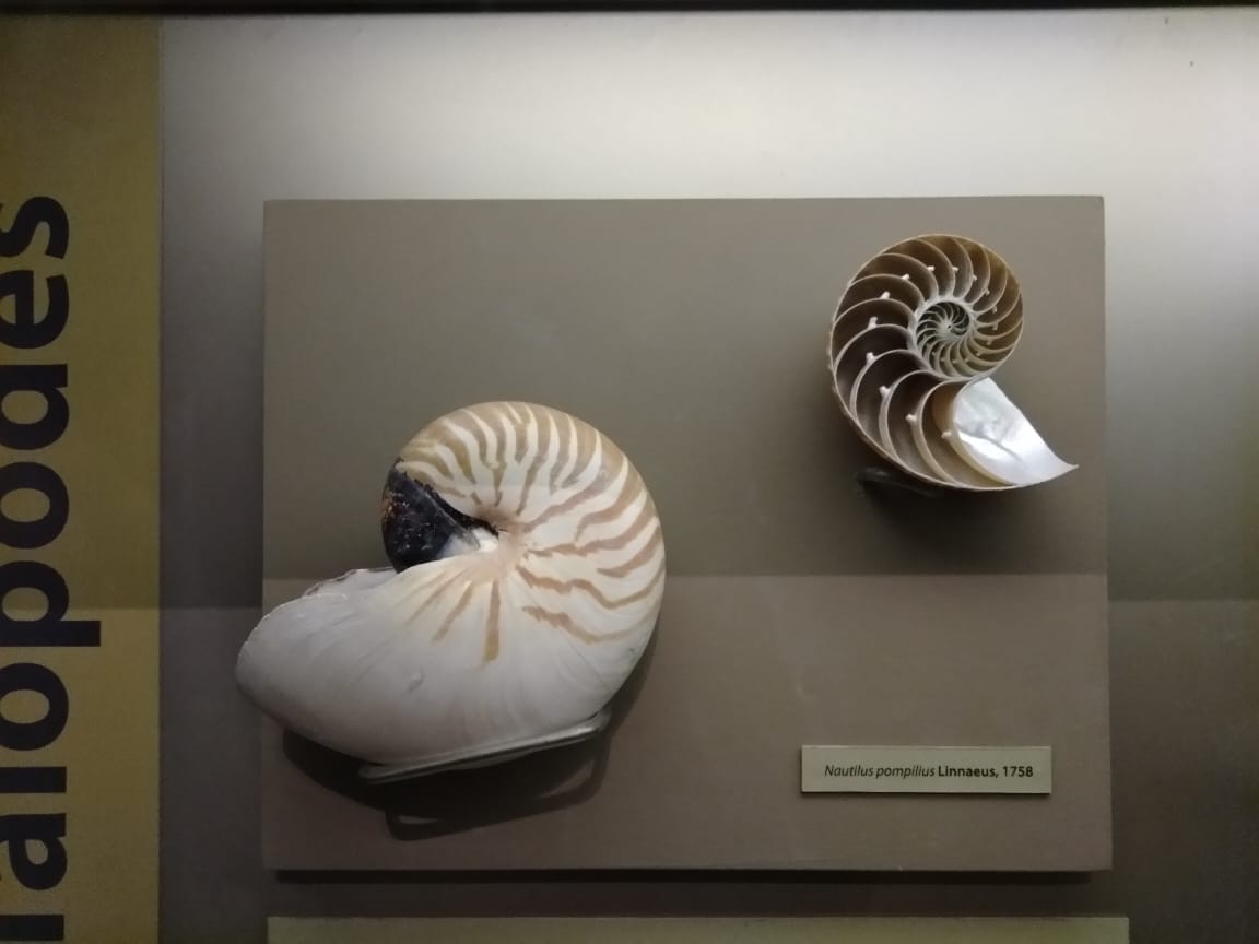 A cut nautilus shell showing the gas-filled chambers of the spiral