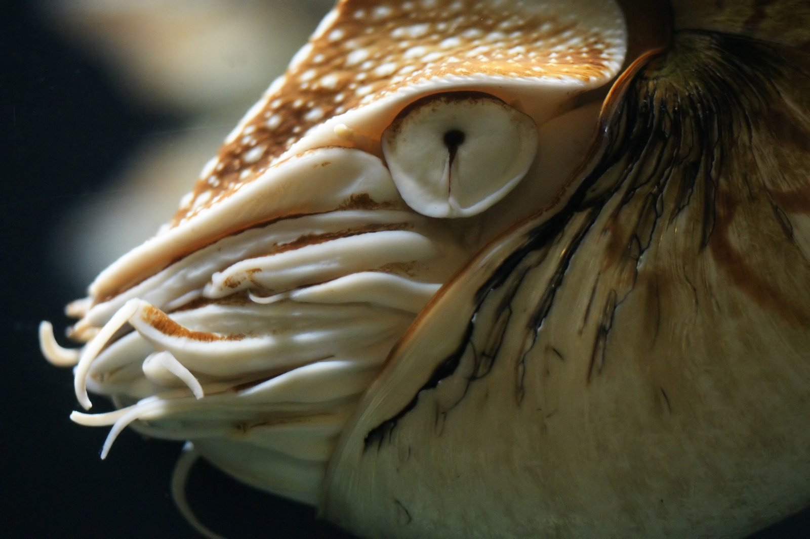 Close view of a nautilus head showing its pinhole eye and ring of tentacles