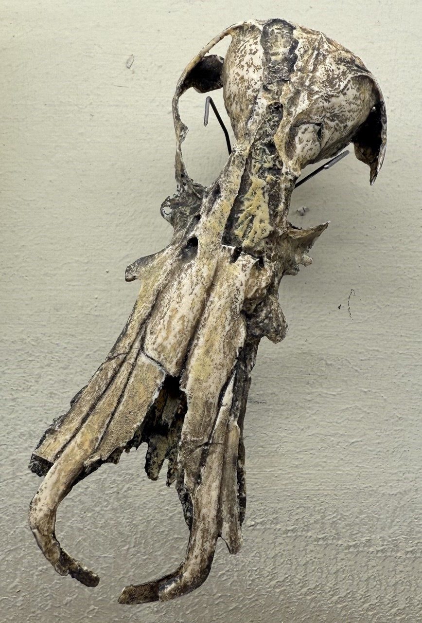 Fossilized skull of Obdurodon, an extinct giant platypus relative, on museum display