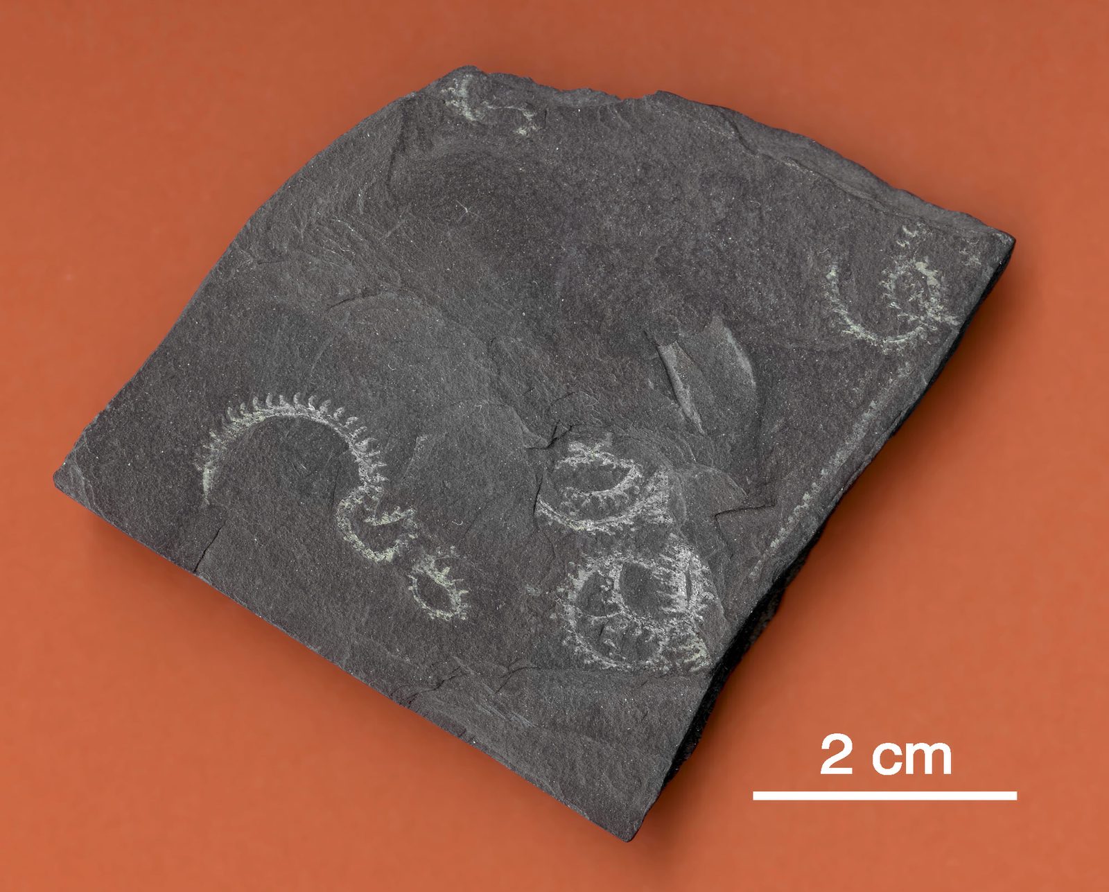 Oktavites spiralis graptolite from the Silurian, a colony coiled into a loose spiral and preserved as a black film