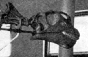 Camarasaurus skull that sat on the American Museum's 1905 Brontosaurus mount