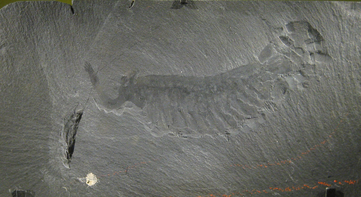 Fossil specimen of Opabinia regalis from the Burgess Shale on display at the Smithsonian