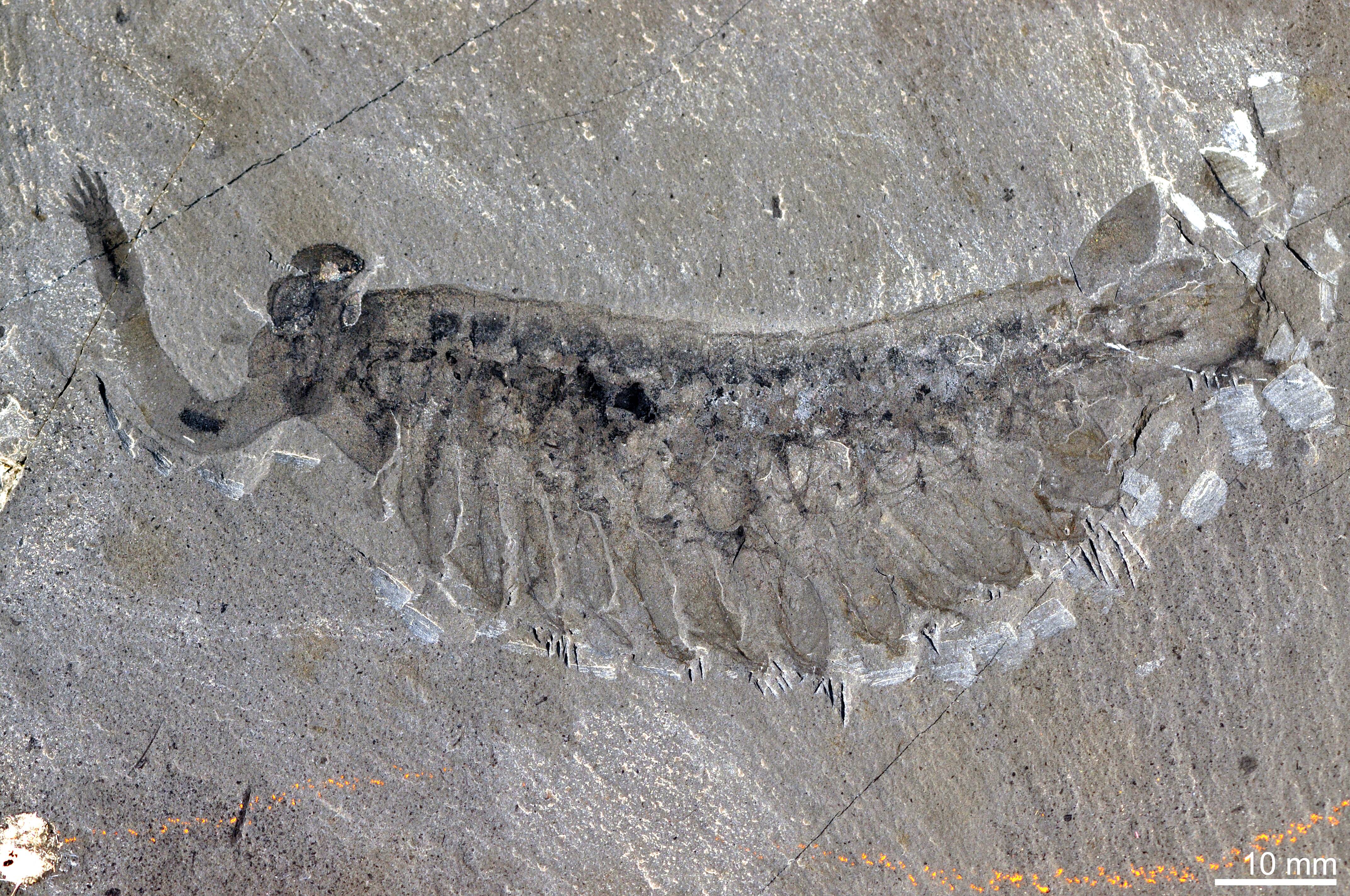 USNM PAL 57683, the holotype specimen of Opabinia regalis