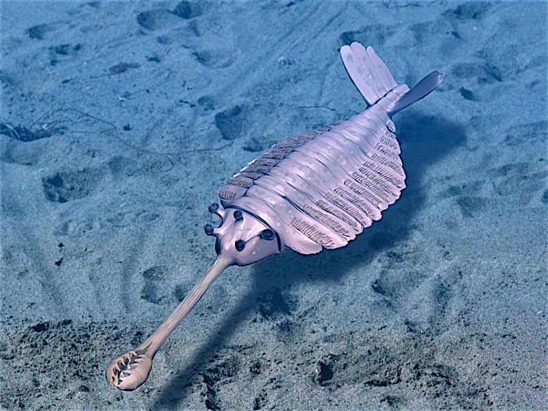 Reconstruction drawing of Opabinia regalis with five eyes and forward-facing proboscis