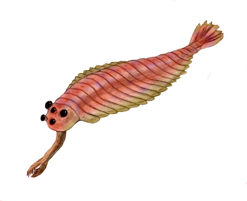 Black and white reconstruction of Opabinia showing its five eyes and frontal proboscis