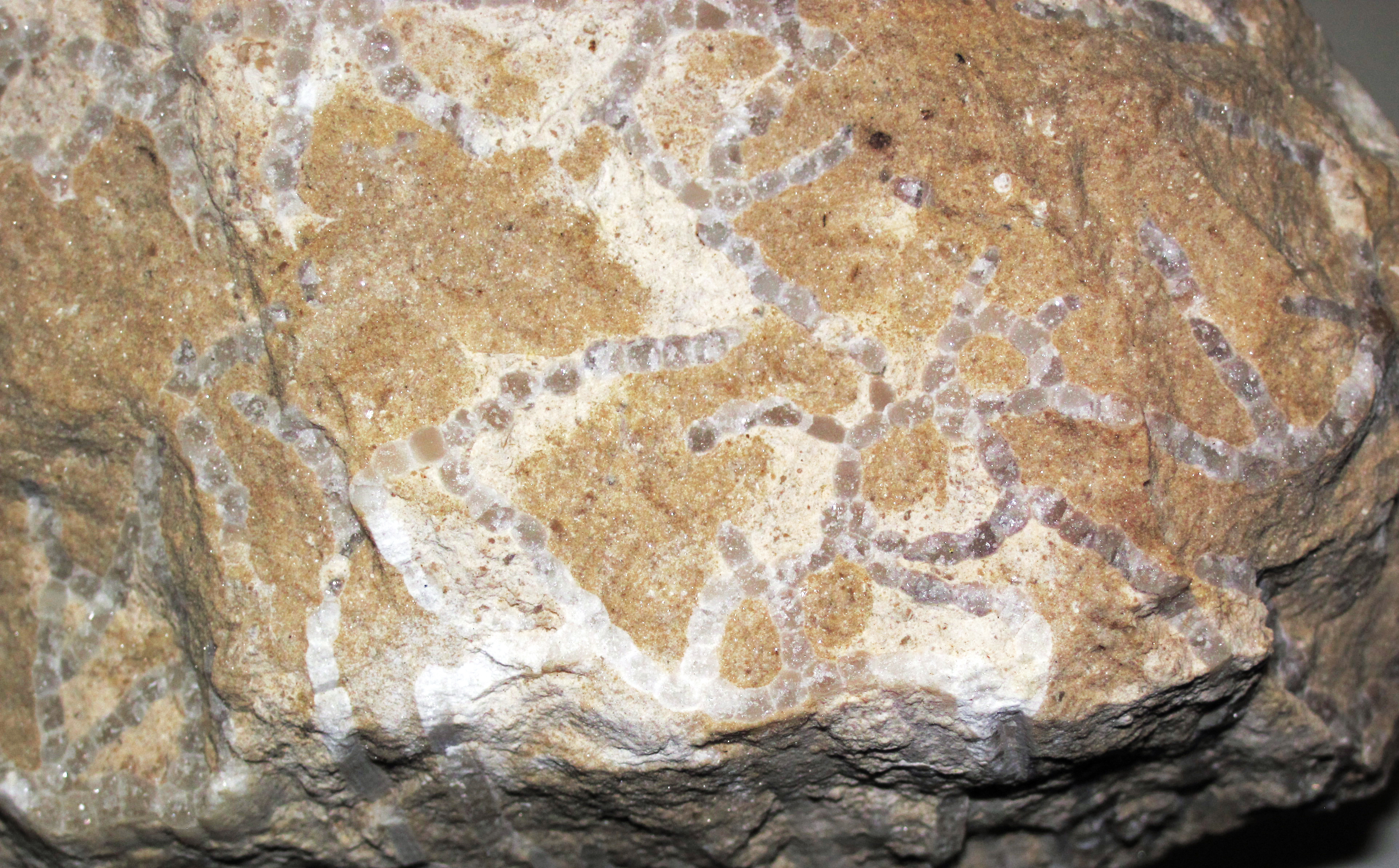 Fossilized Halysites coral colony from the Upper Ordovician of Winnipeg, Manitoba