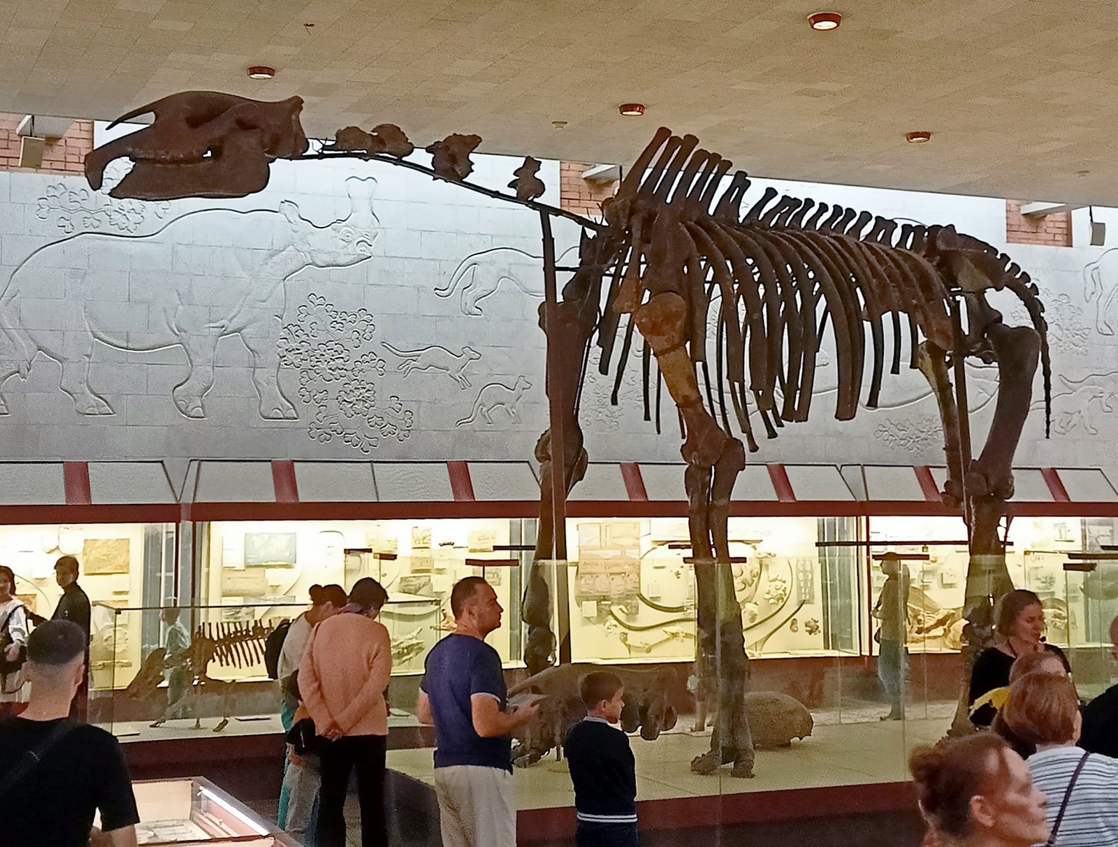 Mounted Paraceratherium skeleton in a Moscow museum hall, with visitors for scale