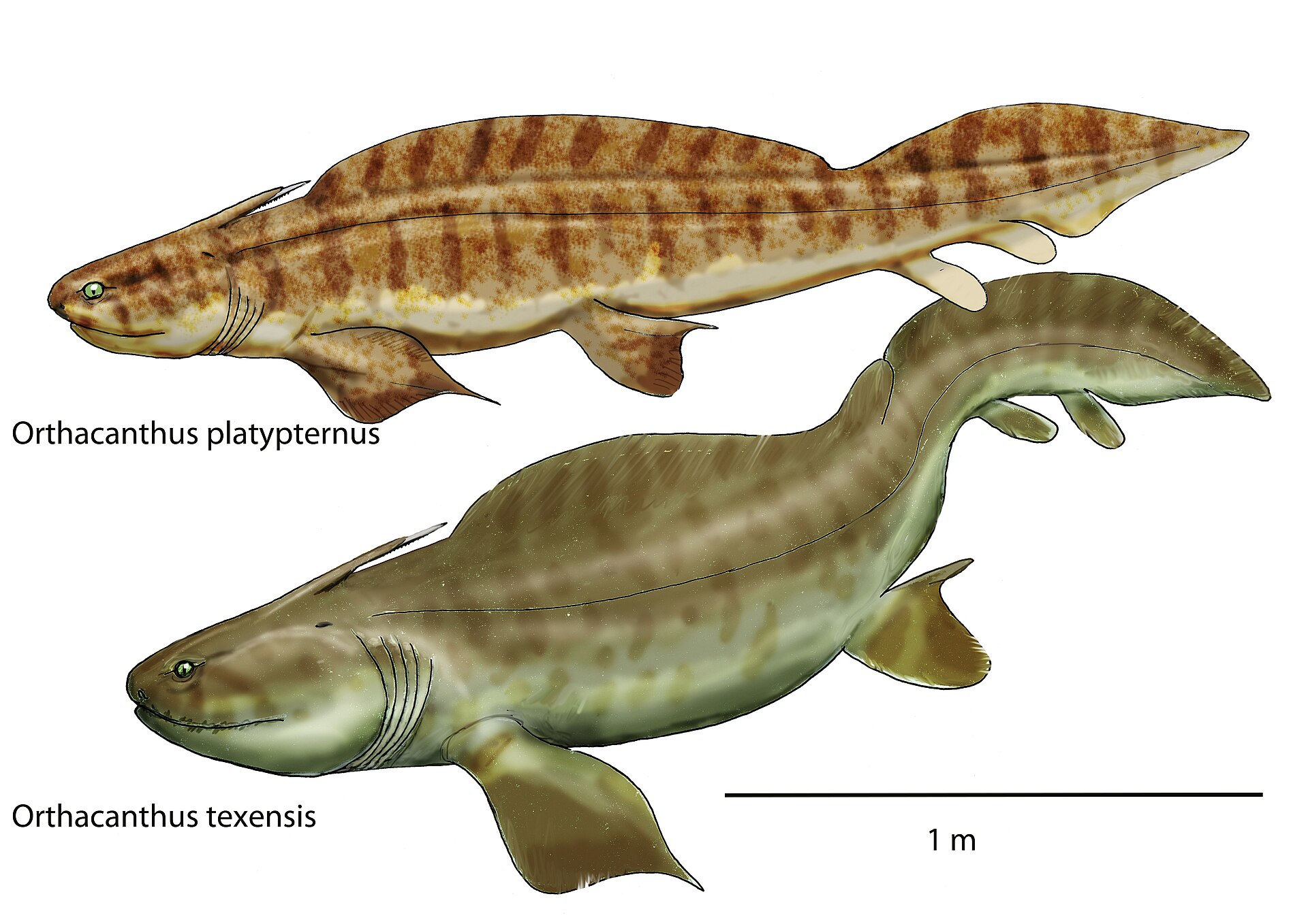 Life restoration of the freshwater sharks Orthacanthus platypternus and Orthacanthus texensis