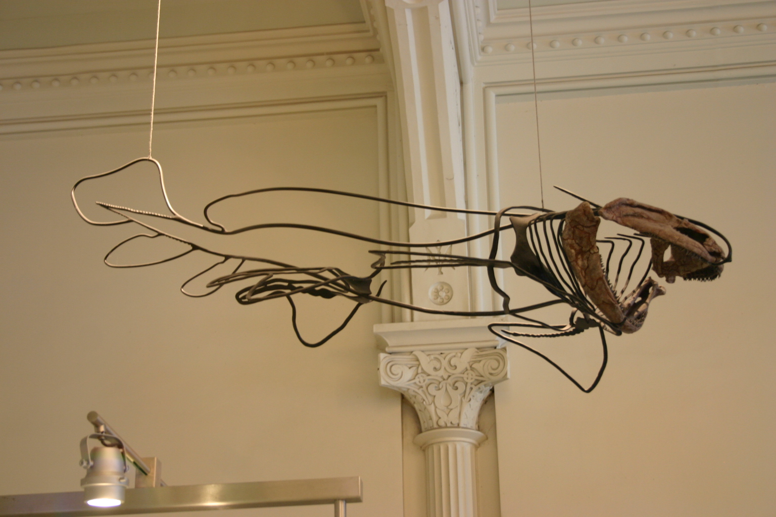 Orthacanthus skull mounted inside a metal body outline at the American Museum of Natural History